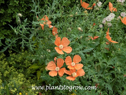 Poppy (Papaver oreophilum)